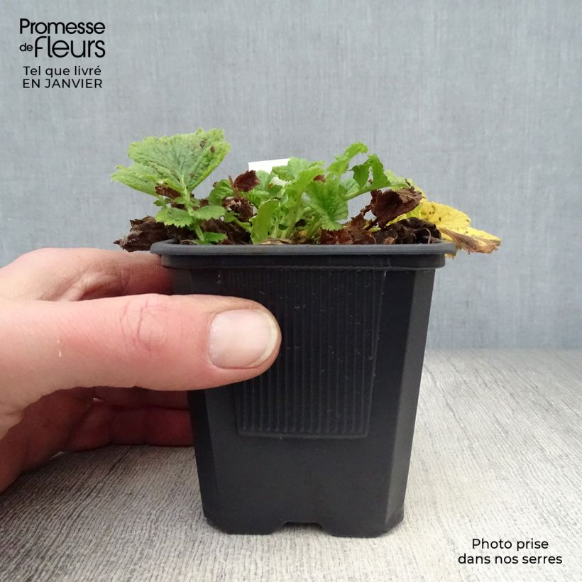 Geum rivale Mai tai 8/9 cm pot sample as delivered in winter