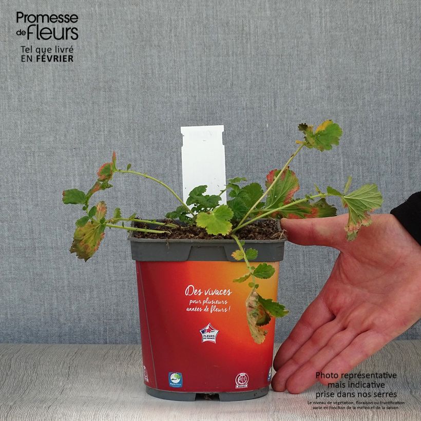 Geum rivale Mai tai 2L/3L pot sample as delivered in winter