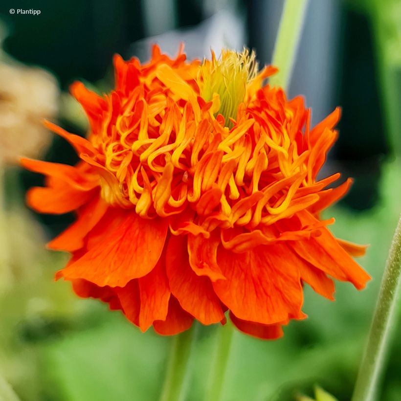 Geum Orange Pumpkin (Flowering)
