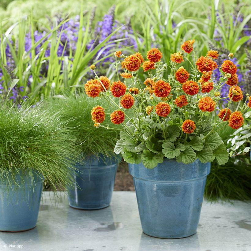 Geum Orange Pumpkin (Plant habit)