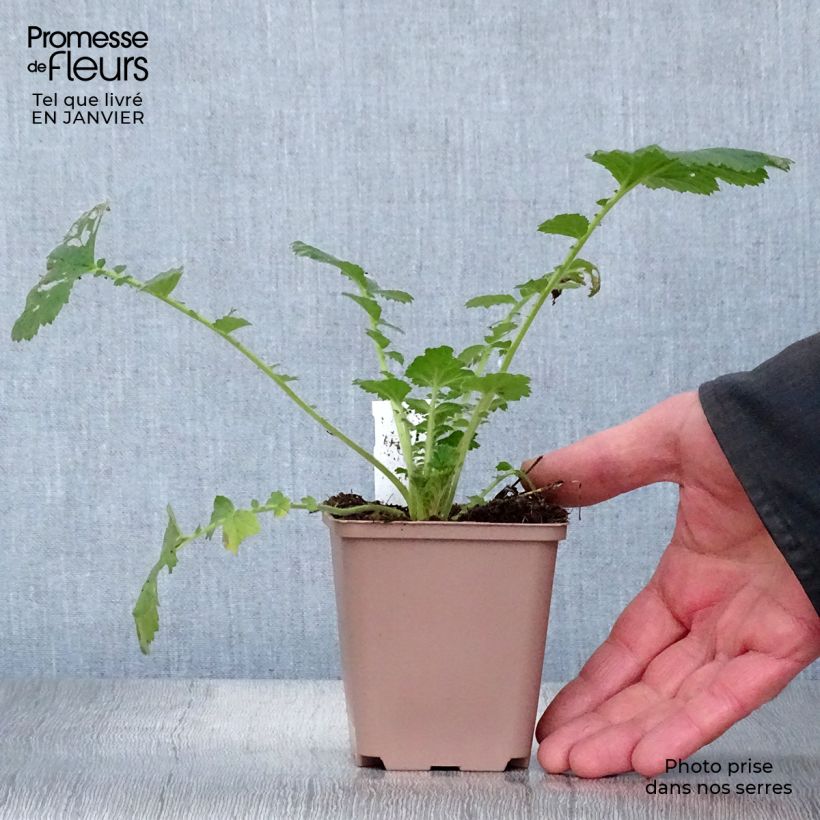 Geum Scarlet Tempest 8/9 cm pot sample as delivered in winter