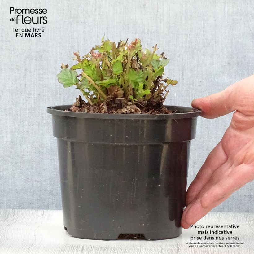 Geum Tempo Rose 2L/3L pot sample as delivered in spring