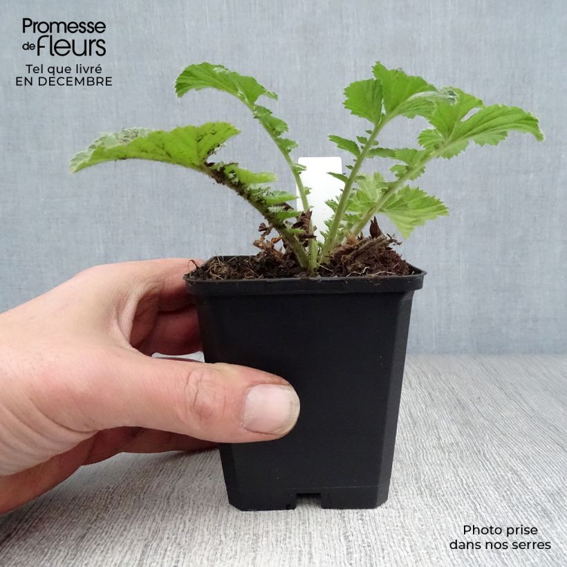 Geum Totally Tangerine 8/9 cm pot sample as delivered in winter