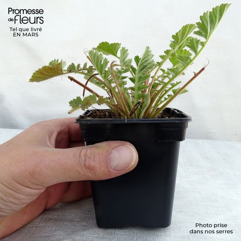 Geum chiloense Lady Stratheden 7/8 cm pot sample as delivered in winter