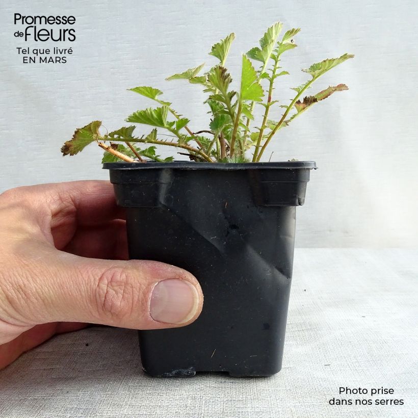 Geum chiloense Mrs Bradshaw 7/8 cm pot sample as delivered in spring