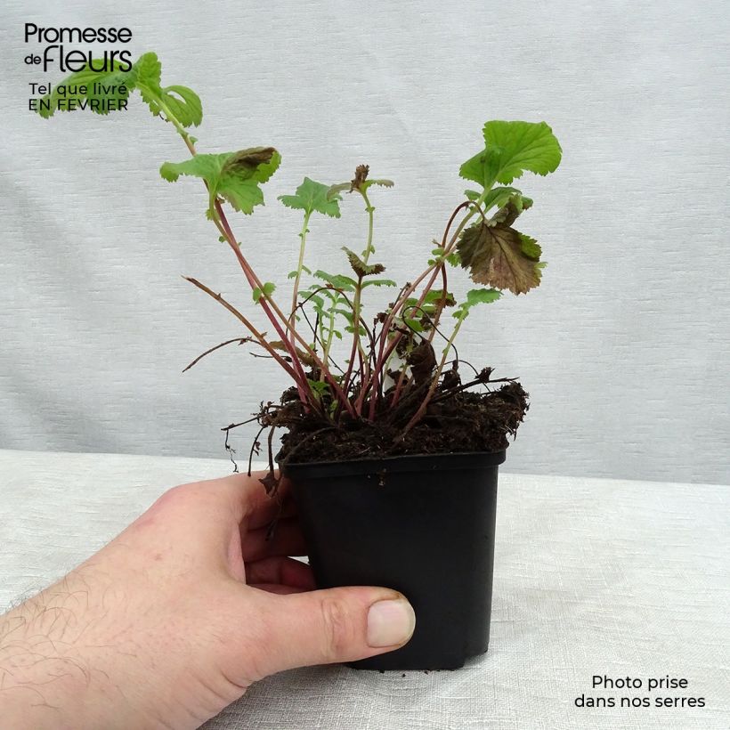 Geum coccineum Karlskaer 8/9 cm pot sample as delivered in winter