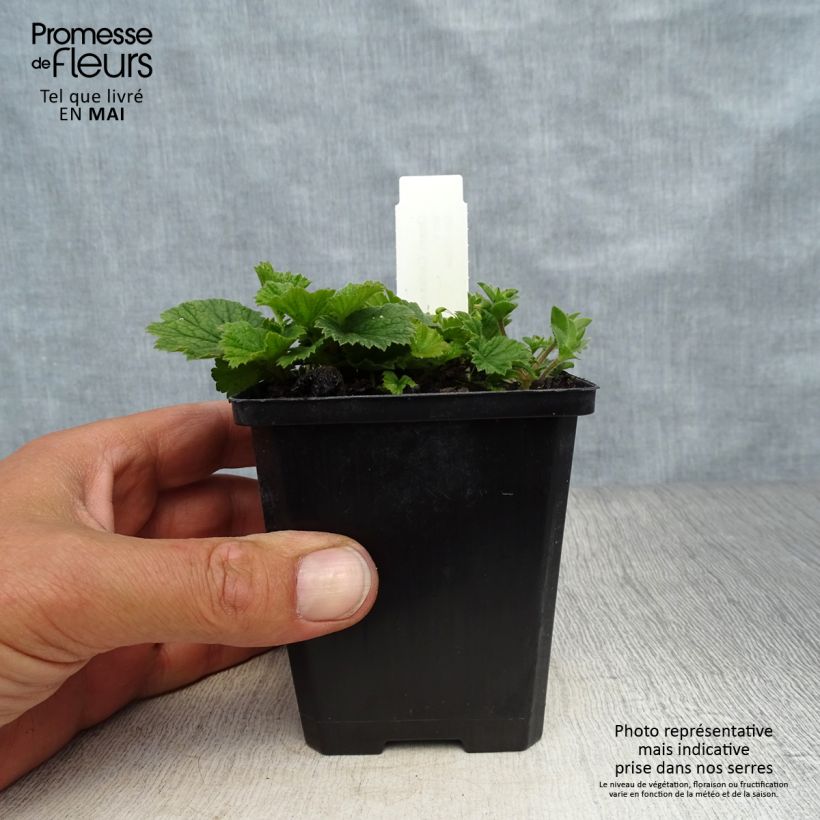 Geum coccineum Karlskaer 8/9 cm pot sample as delivered in spring