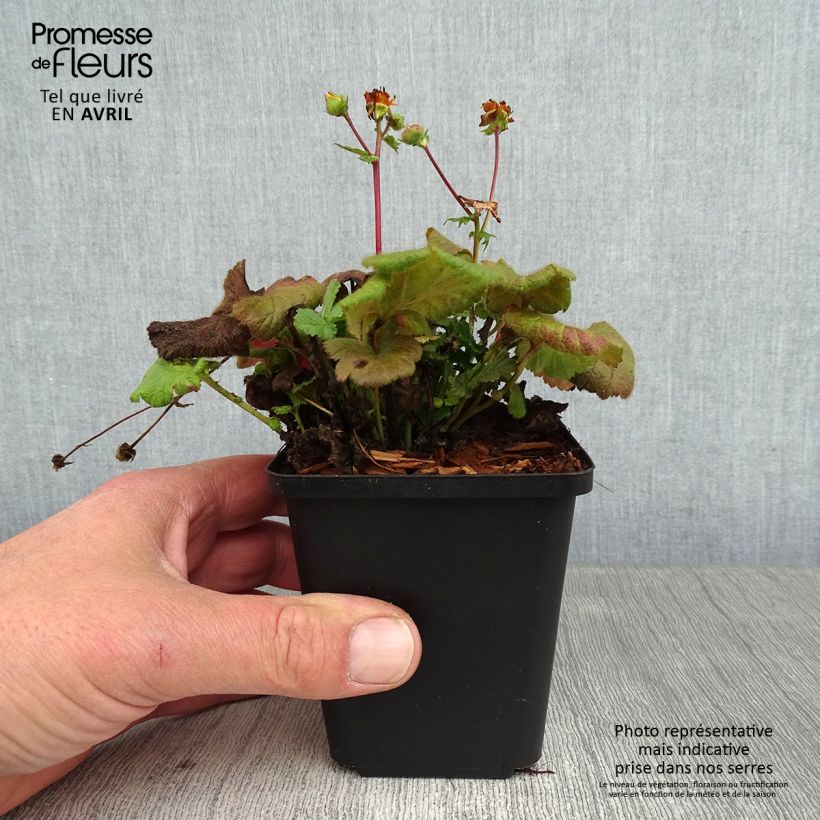 Geum coccineum Koi 8/9 cm pot sample as delivered in spring
