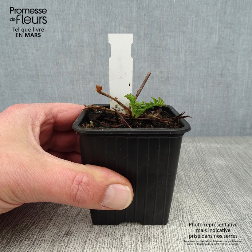 Geum coccineum Red Wings 8/9 cm pot sample as delivered in winter