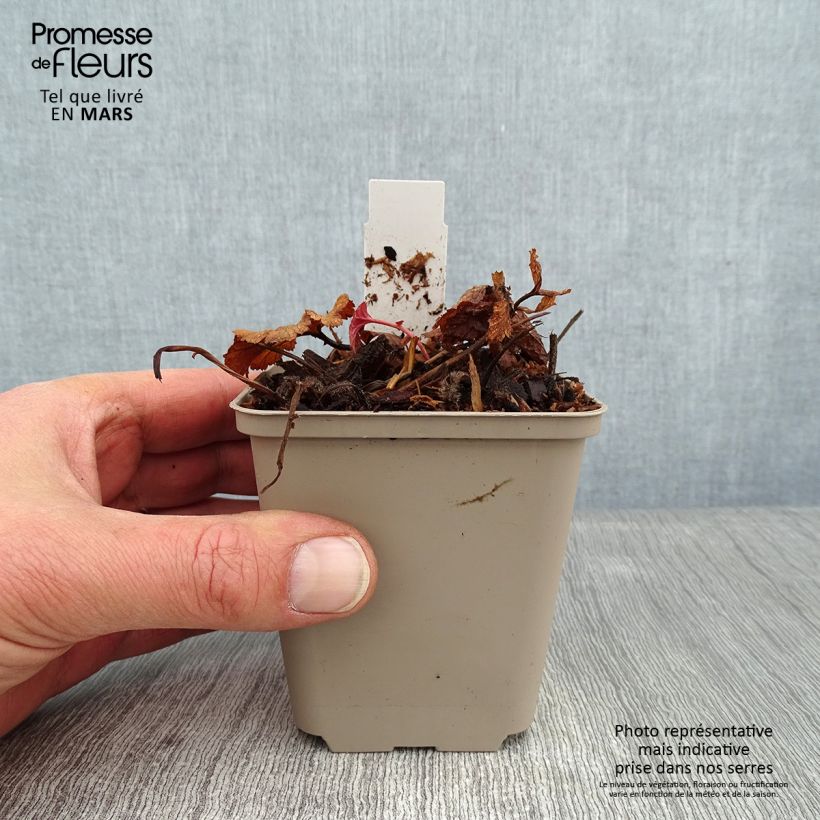 Geum coccineum Werner Arends 8/9 cm pot sample as delivered in winter