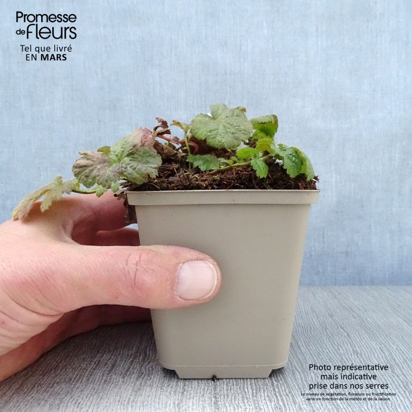 Geum coccineum Werner Arends 8/9 cm pot sample as delivered in spring