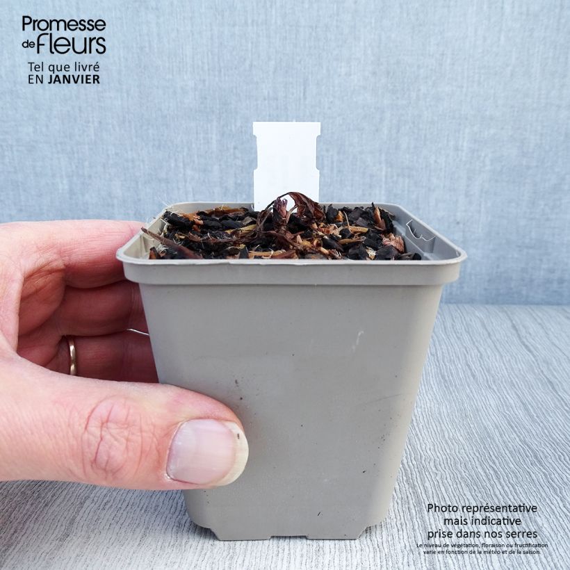 Gillenia trifoliata Pink Profusion 8/9 cm pot sample as delivered in winter