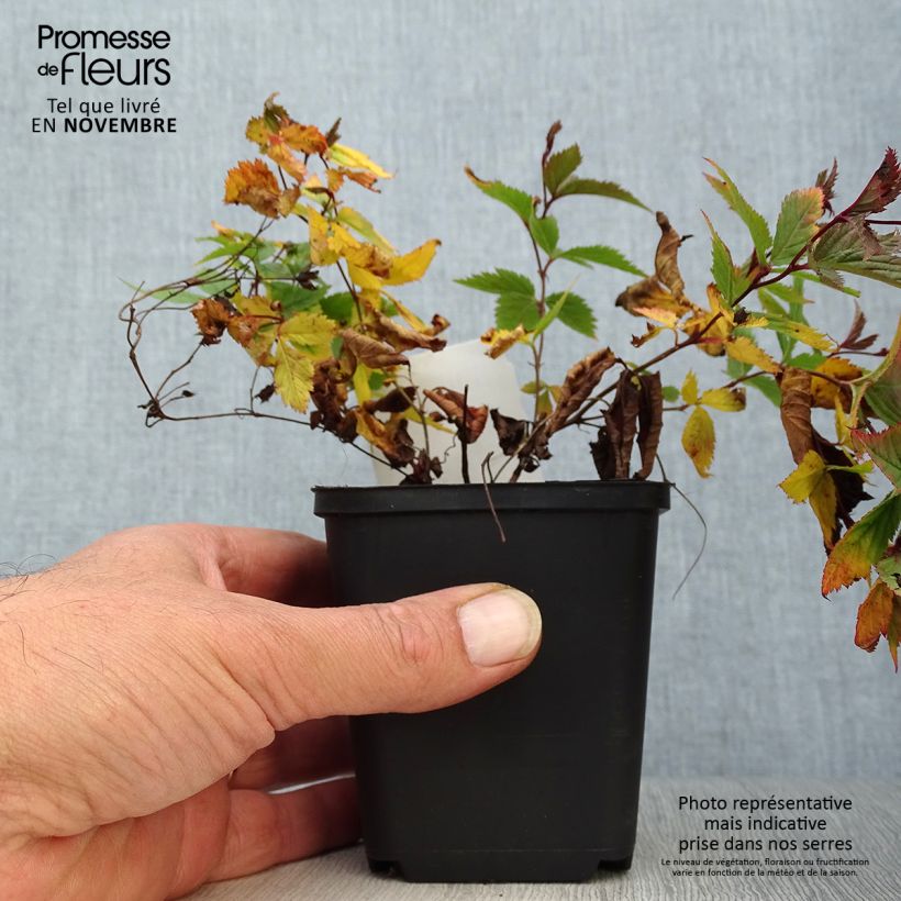 Gillenia trifoliata 8/9 cm pot sample as delivered in autumn