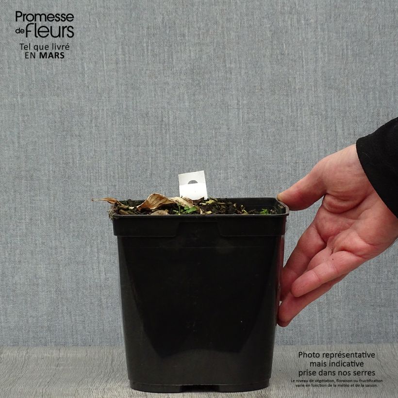 Zingiber mioga Dancing Crane 3L/4L pot sample as delivered in spring