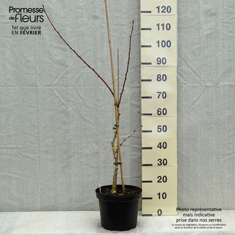 Ginkgo biloba Autumn Gold 6L/7L pot sample as delivered in winter