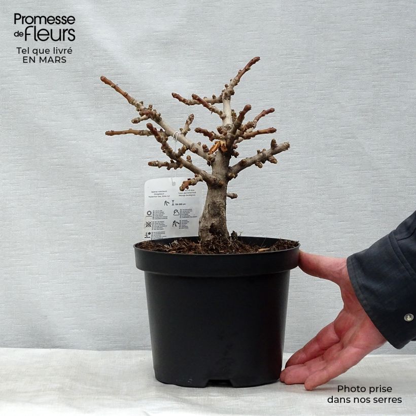 Ginkgo biloba Mariken 2L/3L pot sample as delivered in winter