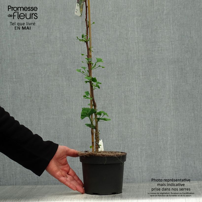 Ginkgo biloba Menhir 2L/3L pot sample as delivered in spring