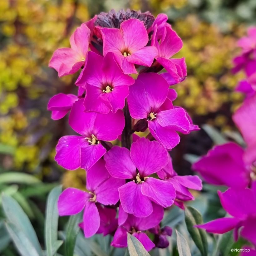 Erysimum cheiri Colour Vibe Purple - Perpetual wallflower (Flowering)