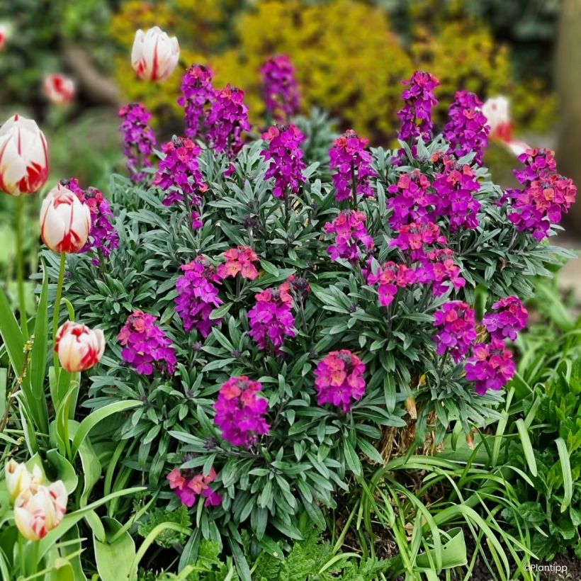 Erysimum cheiri Colour Vibe Purple - Perpetual wallflower (Plant habit)