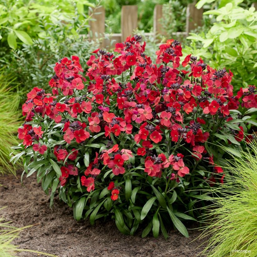 Erysimum Colour Vibe Red - Wallflower (Plant habit)