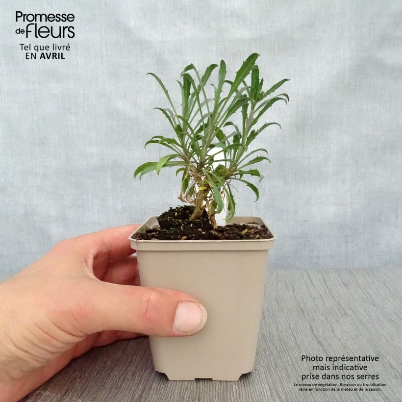 Erysimum Constant Cheer - Wallflower 8/9 cm pot sample as delivered in spring