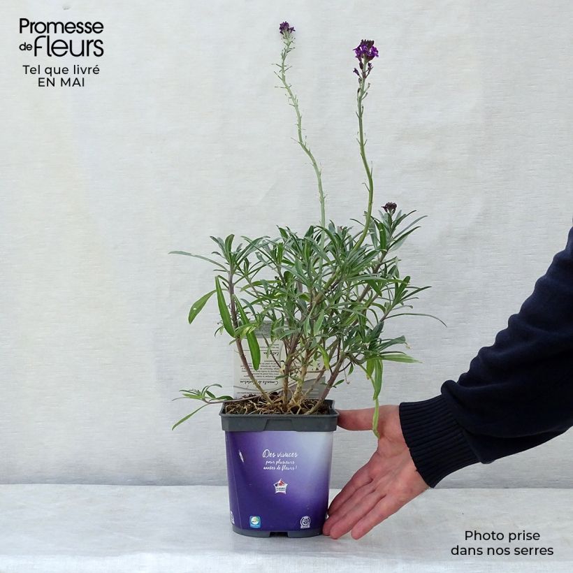 Erysimum linifolium Bowless Mauve - Wallflower 2L/3L pot sample as delivered in spring