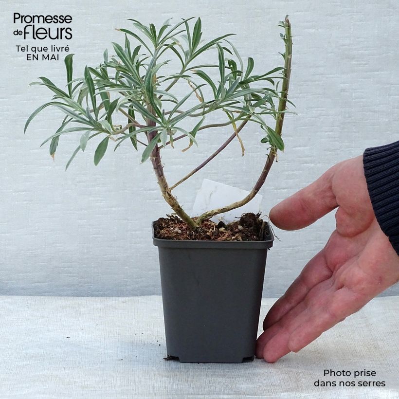 Erysimum linifolium Bowless Mauve - Wallflower 8/9 cm pot sample as delivered in spring