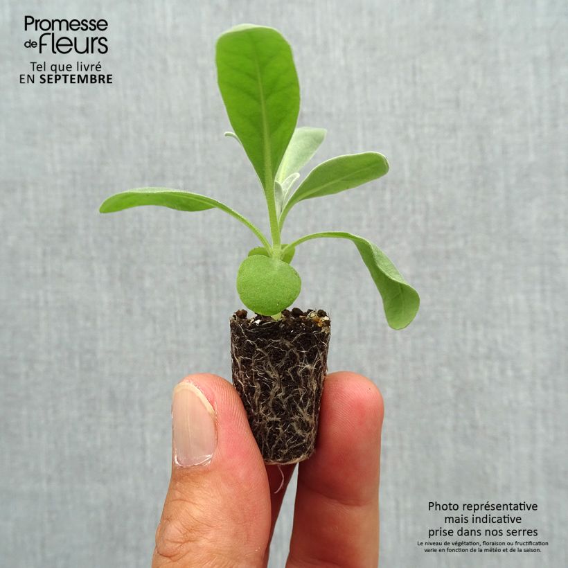 Matthiola incana Heritage White Plug plant 1.5/2.5 cm sample as delivered in autumn
