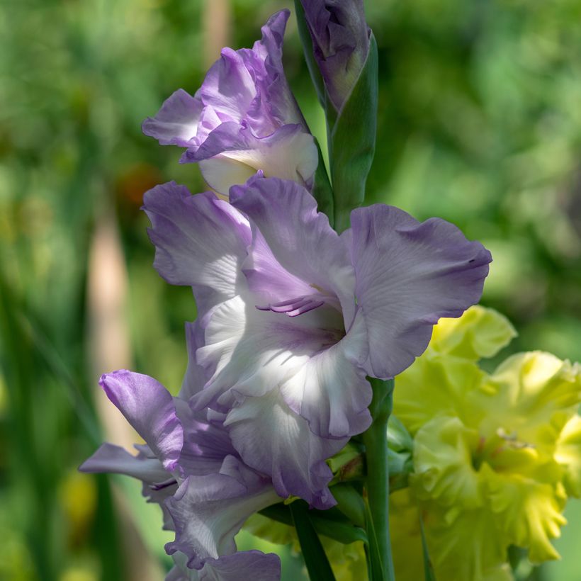 Gladiolus grandiflorus Triton - Sword Lily (Flowering)