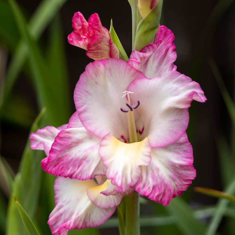 Gladiolus grandiflorus Emmy - Sword Lily (Flowering)