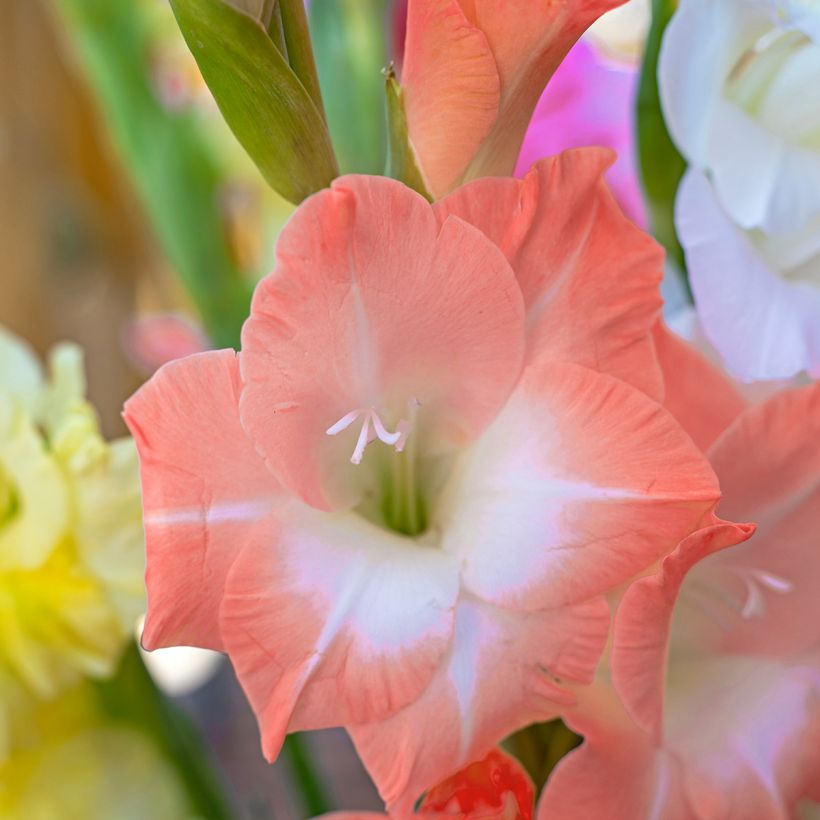 Gladiolus grandiflorus Lia - Sword Lily (Flowering)