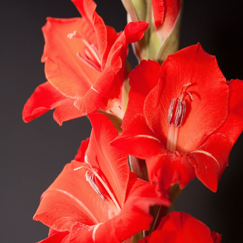 Gladiolus grandiflorus Peter - Sword Lily (Flowering)