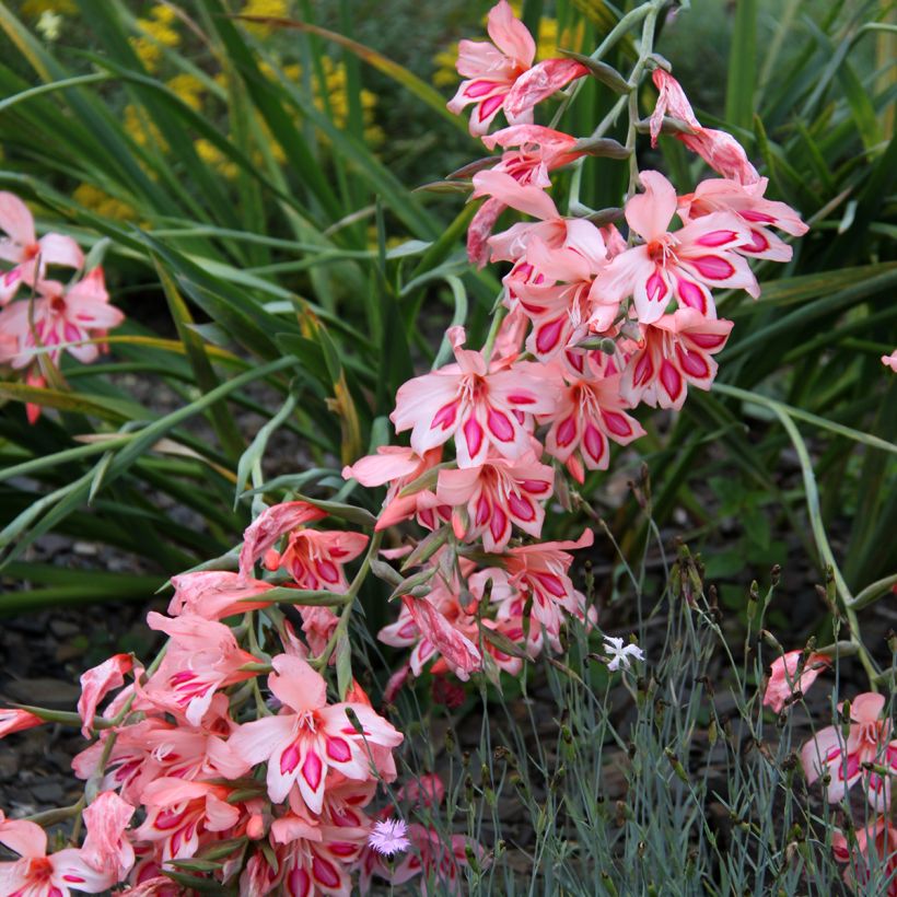 Gladiolus nanus Nathalie (Flowering)