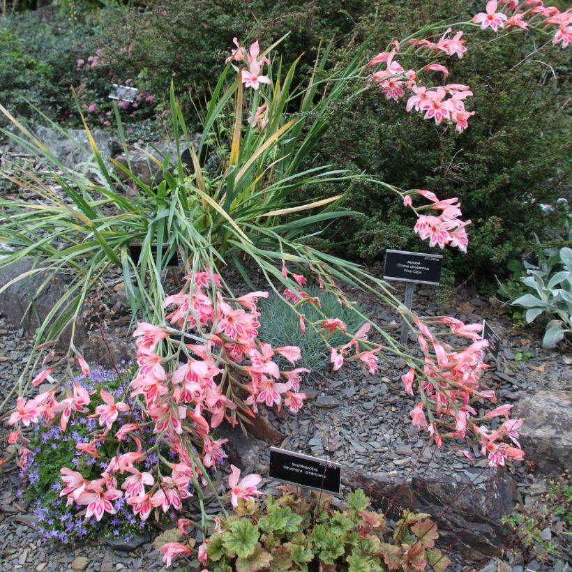Gladiolus nanus Nathalie (Plant habit)