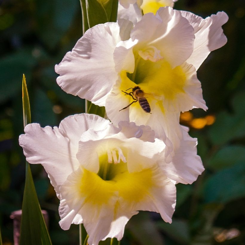 Gladiolus grandiflorus Break of Dawn - Sword Lily (Flowering)