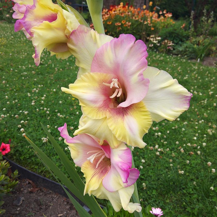 Gladiolus grandiflorus Mon Amour - Sword Lily (Flowering)