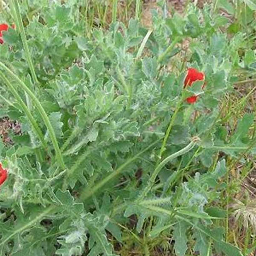 Glaucium corniculatum (Foliage)