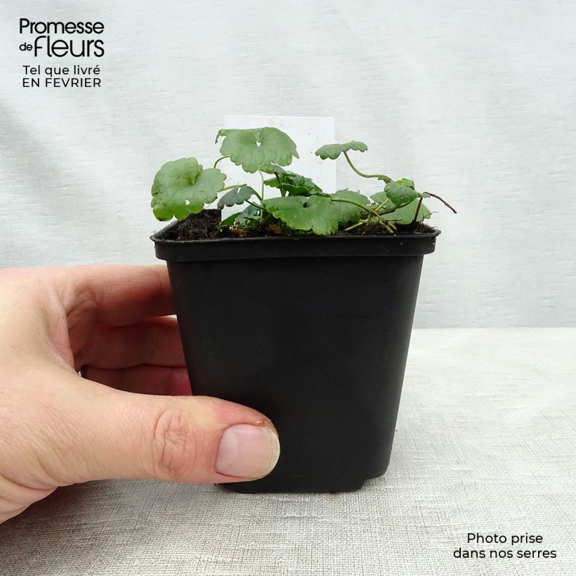 Glechoma hederacea - Ground Ivy 8/9 cm pot sample as delivered in winter