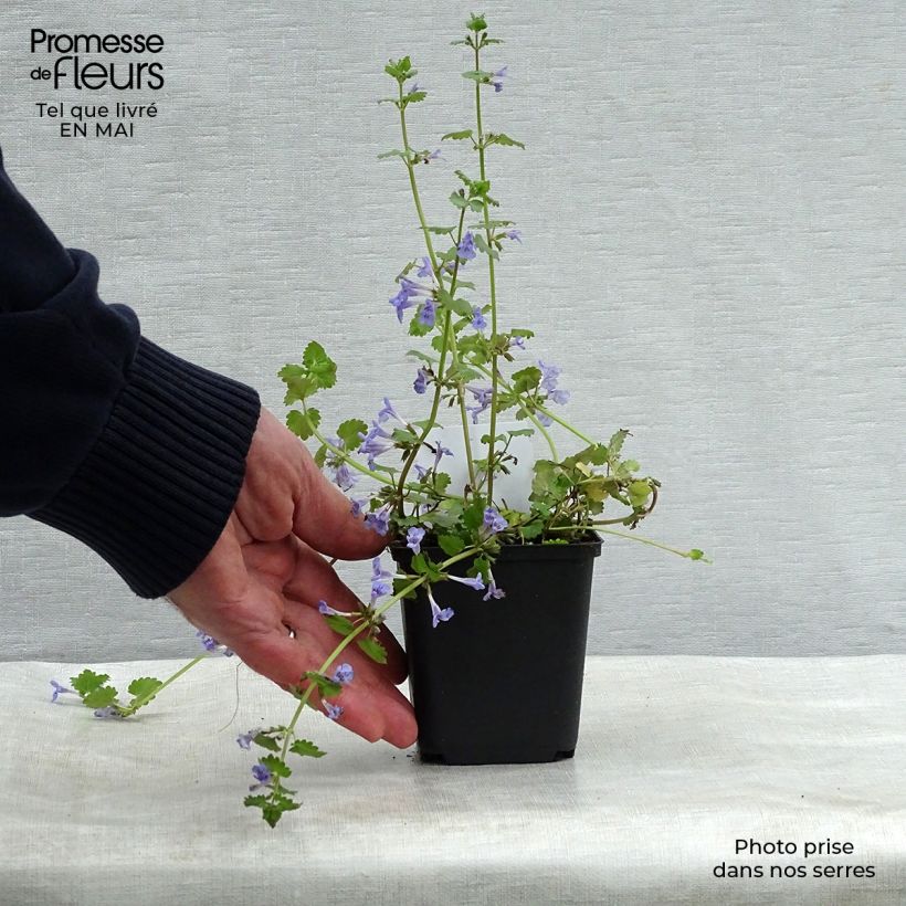 Glechoma hederacea - Ground Ivy 8/9 cm pot sample as delivered in spring