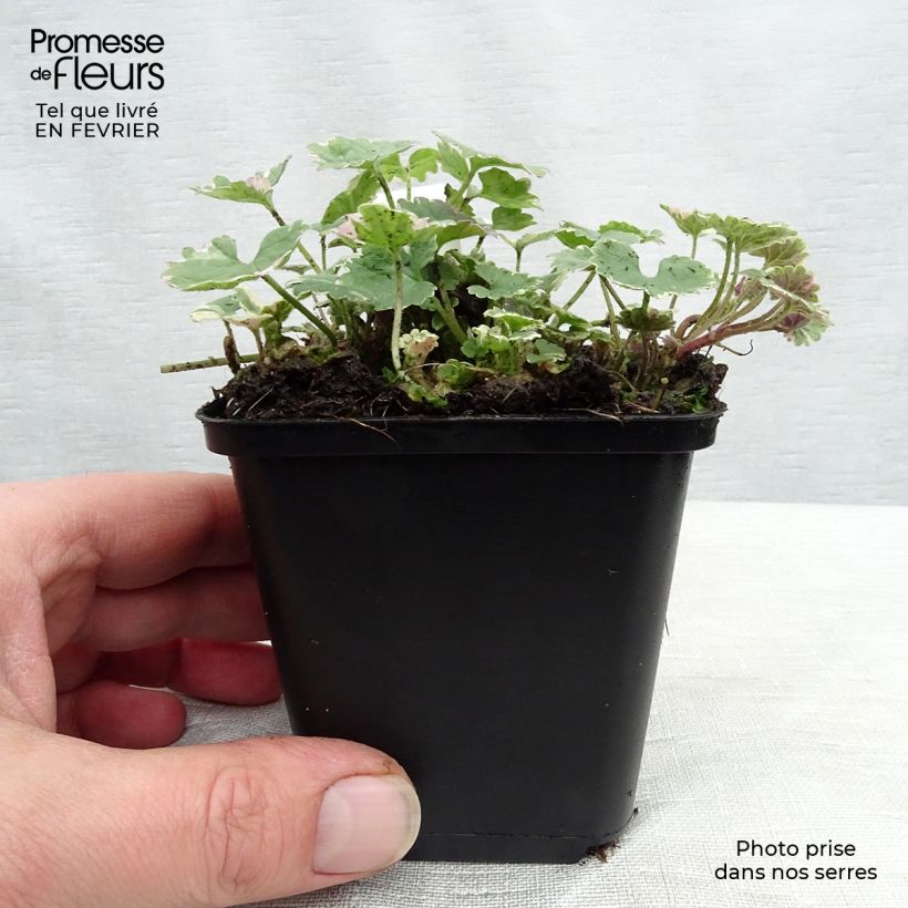 Glechoma hederacea Variegata - Variegated Ground Ivy 8/9 cm pot sample as delivered in winter