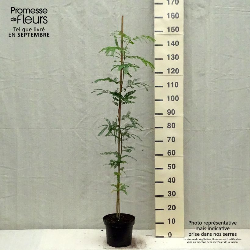 Gleditsia triacanthos - Thornless Honeylocust 4L/5L pot sample as delivered in autumn