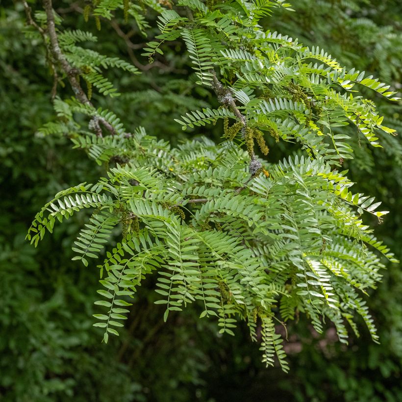 Gleditsia triacanthos f. inermis SKYLINE - Honeylocust (Foliage)