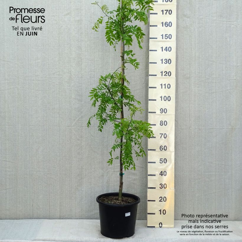 Gleditsia triacanthos f. inermis SKYLINE - Honeylocust 7.5L/10L pot, Sapling sample as delivered in spring