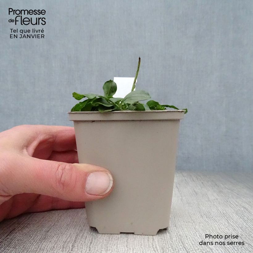 Globularia punctata 8/9 cm pot sample as delivered in winter