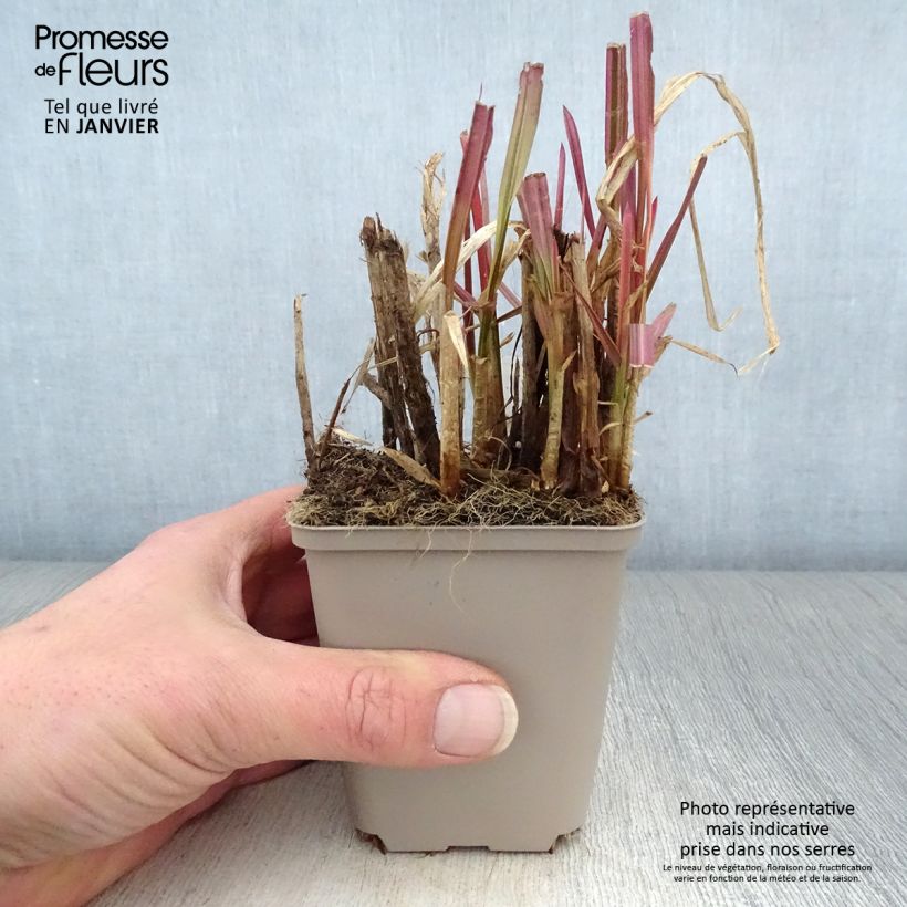 Glyceria maxima Variegata 8/9 cm pot sample as delivered in winter