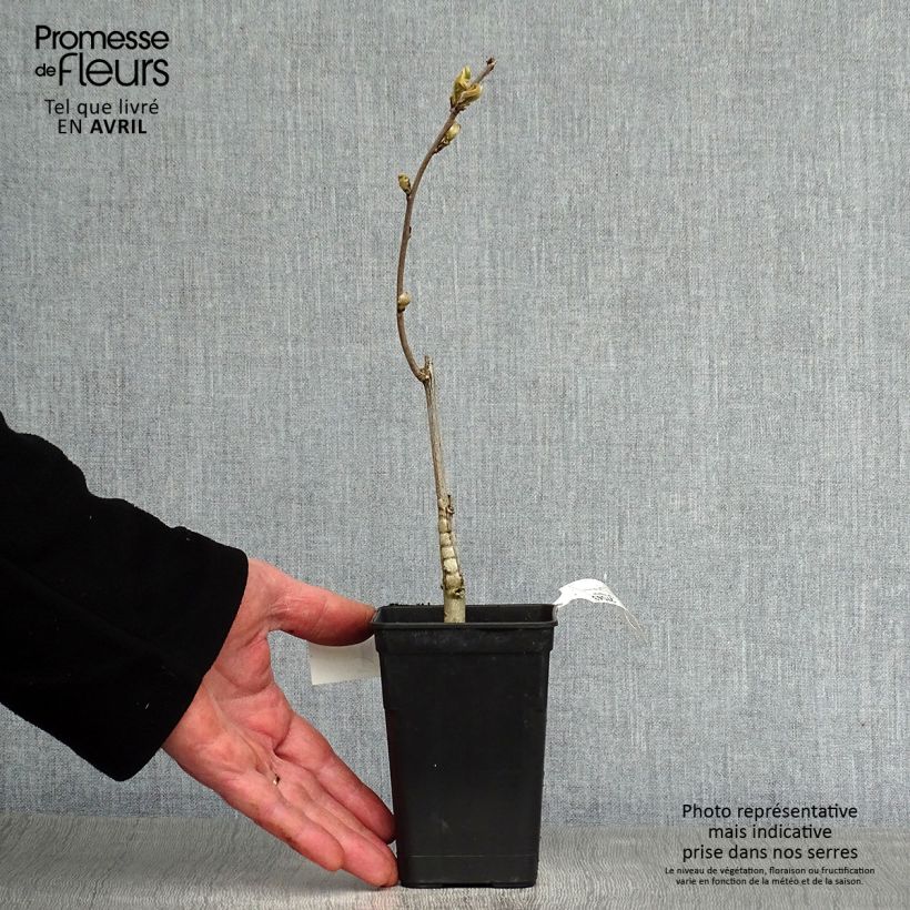 Wisteria GRANDE DIVA BARBARA 1L/1.5L pot sample as delivered in spring