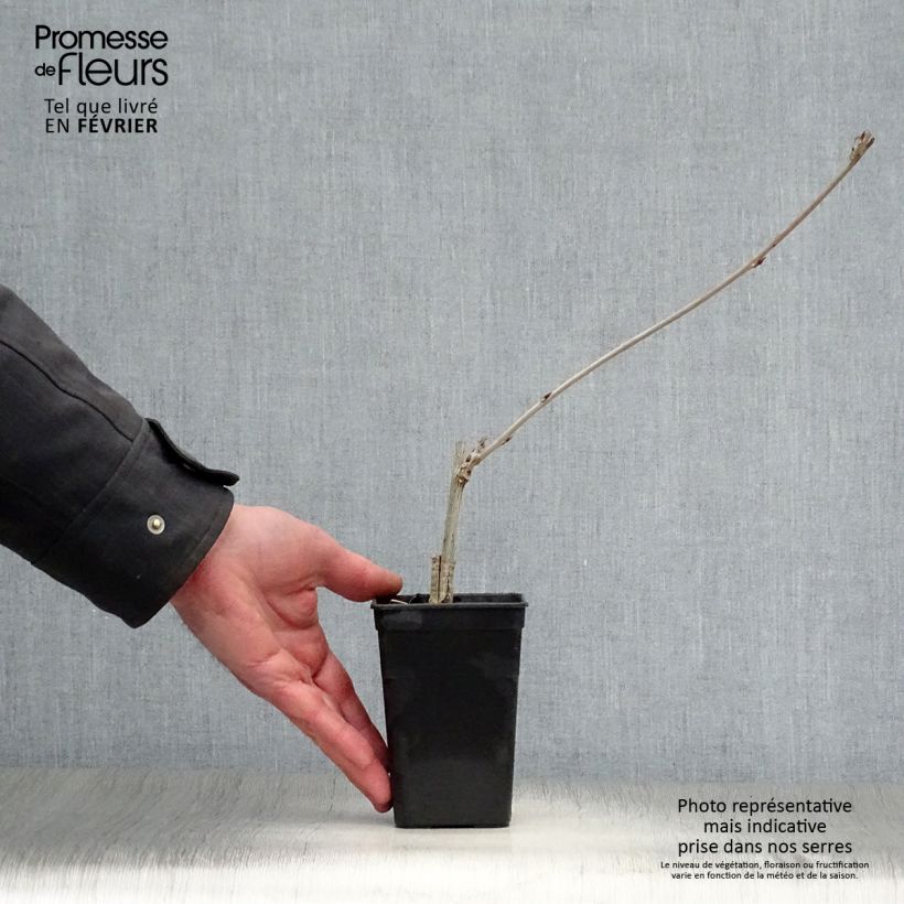 Wisteria GRANDE DIVA Maria 1L/1.5L pot sample as delivered in winter