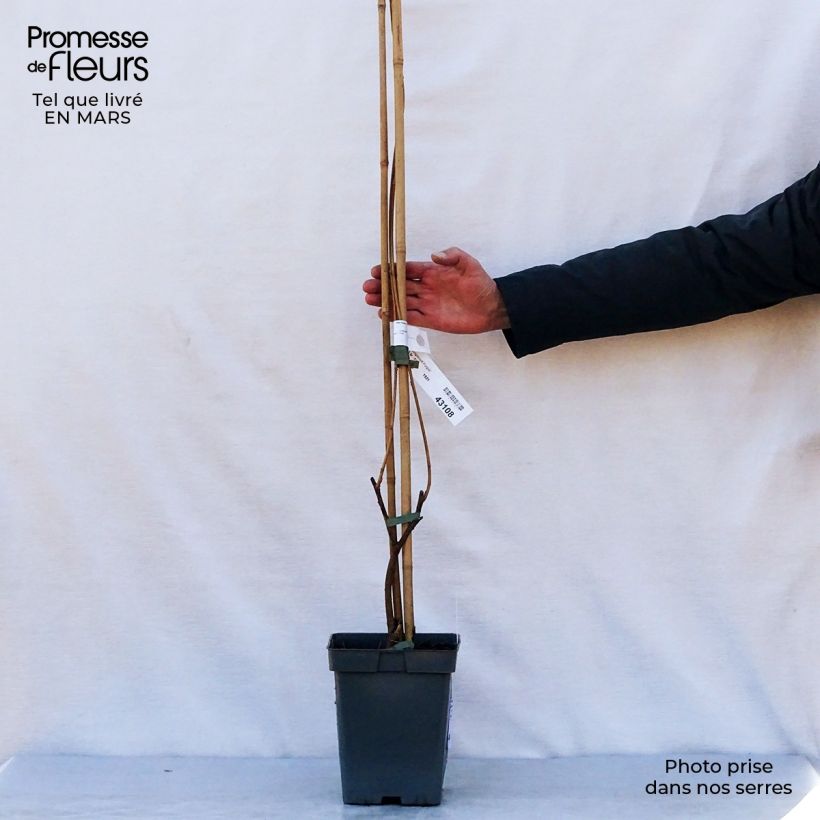 Wisteria frutescens Longwood Purple 3L/4L pot sample as delivered in spring