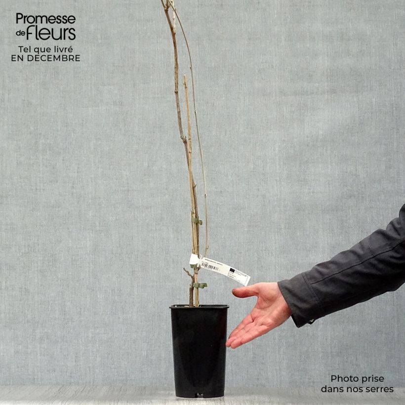 Millettia japonica Satsuma 2L/3L pot sample as delivered in winter