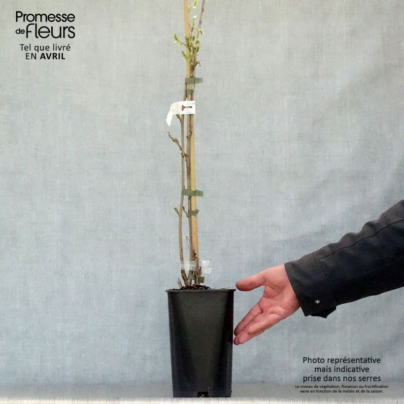 Wisteria sinensis Caroline 2L/3L pot sample as delivered in spring